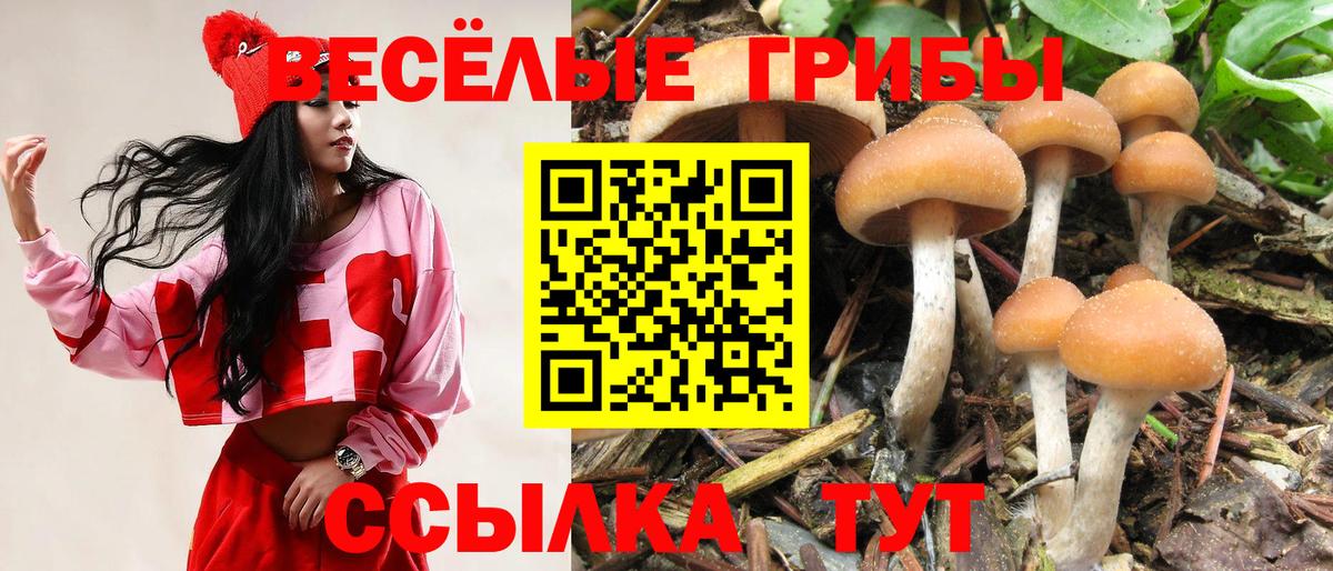 Псилоцибиновые грибы Cubensis  Вход с VPN  Пятигорск  Галлюциногенные грибы MAGIC MUSHROOMS 